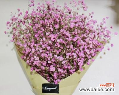 绽放在夏日的童话梦境之中 粉色满天星的花语与寓意