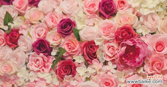 探索粉色玫瑰花的浪漫与温柔 粉色玫瑰花的花语与意义