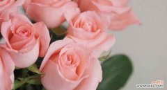 温柔 粉色玫瑰花的花语与意义