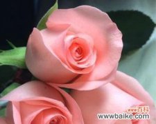 探索粉色玫瑰背后的15种含义 粉色玫瑰花语的浪漫寓意