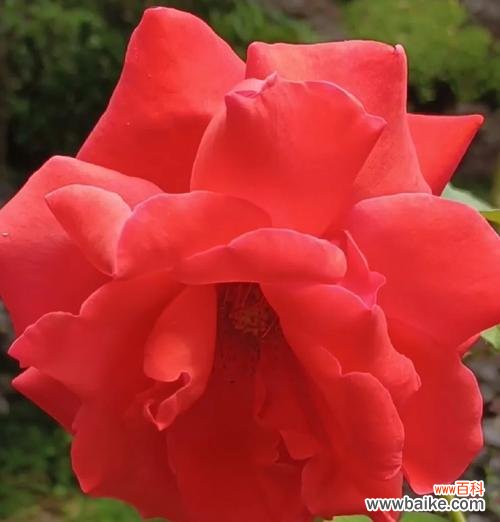 哪种花寓意爱情永存?爱情永存的花卉代表是什么?