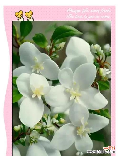 哪种花寓意爱情永存?爱情永存的花卉代表是什么?