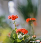 长寿花朝霞的花语是什么？其寓意有何特别之处？