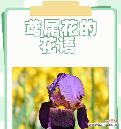 哪些花在爱情中寓意美好?