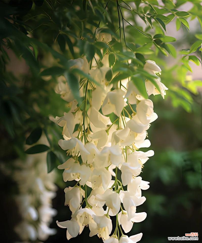 哪些花富含爱情寓意?它们的花语是什么?