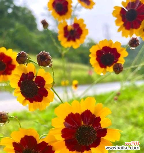 金色花的象征手法是什么?金色花代表什么意义?