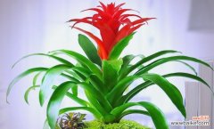 风花节的赠礼寓意是什么？