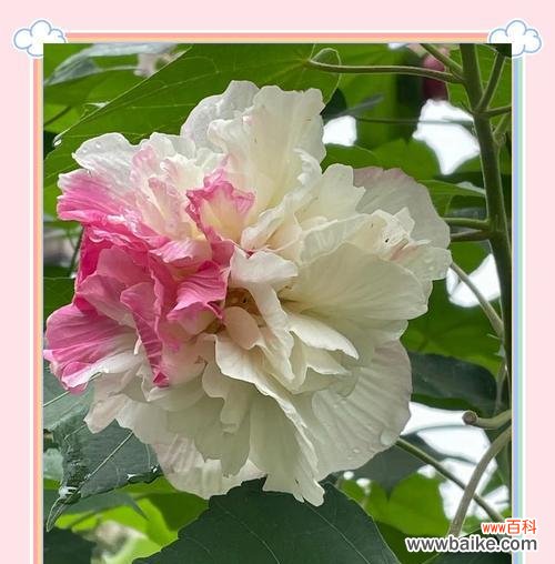 芙蓉花在诗句中如何寓意爱情？