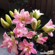 探秘代表暗恋的花朵，感受一段静谧的情感旅程 暗恋之花