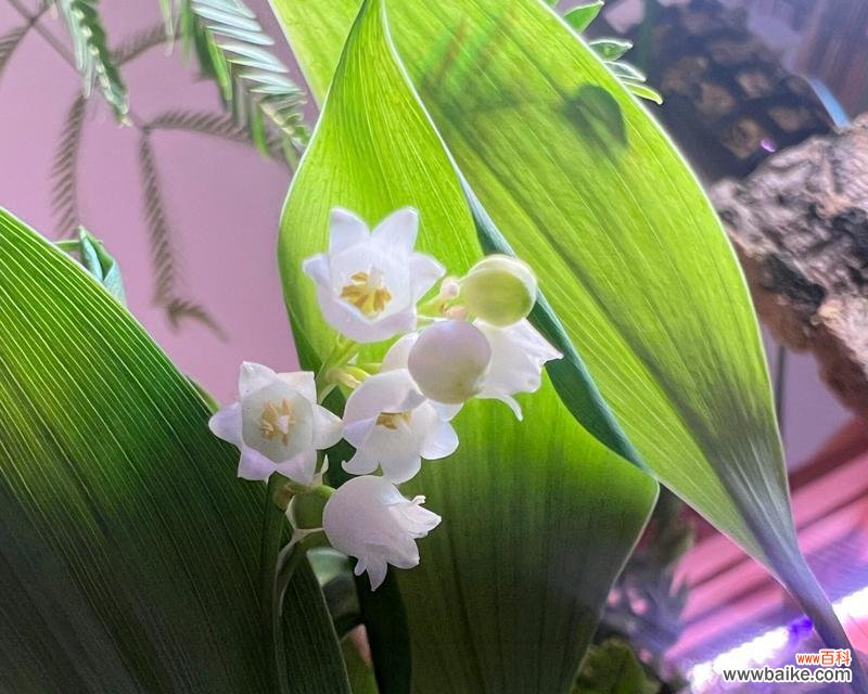 红玫瑰、满天星等代表挚爱的花朵 花开一生，代表挚爱