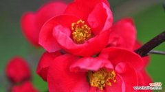 红玫瑰、满天星等代表挚爱的花朵 花开一生，代表挚爱