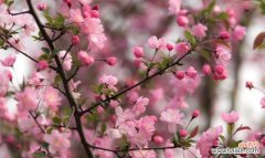 春天的代表花朵及其寓意 春天花开，绽放希望