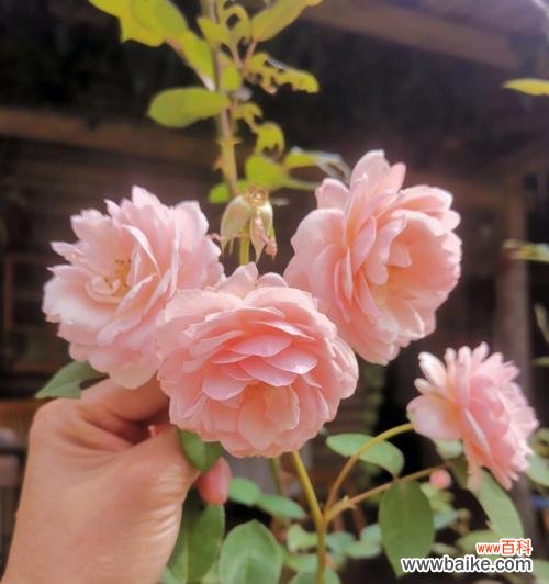 盛夏花海,热情似火的代表 夏日繁花鲜艳,点缀人生