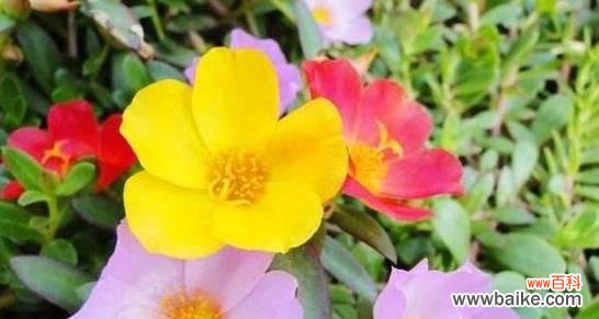 盛夏花海,热情似火的代表 夏日繁花鲜艳,点缀人生