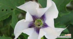 凋谢而生的绝美之花-死亡花卉 死亡之花