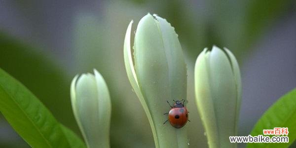 探寻花朵中的毁灭与重生之道 花开花谢，毁灭与重生的律动