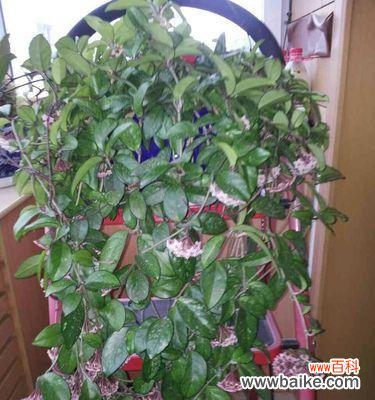 探寻花朵中的毁灭与重生之道 花开花谢，毁灭与重生的律动