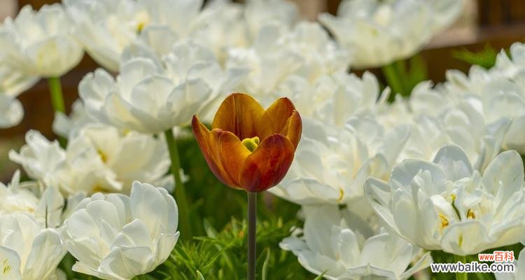 以代表友情的花语为媒介，传递真挚友谊之情 友情之花语