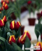 以代表友情的花语为媒介，传递真挚友谊之情 友情之花语