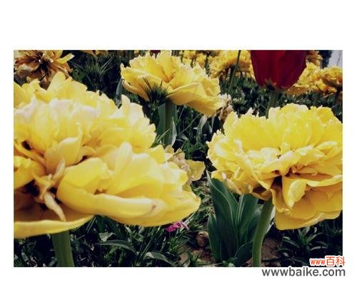 以代表友情的花语为媒介，传递真挚友谊之情 友情之花语