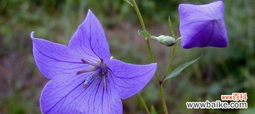 告诉你花开时的心伤，以及它们背后深藏的忧伤之意 花开伤怀，代表忧伤的花与花语