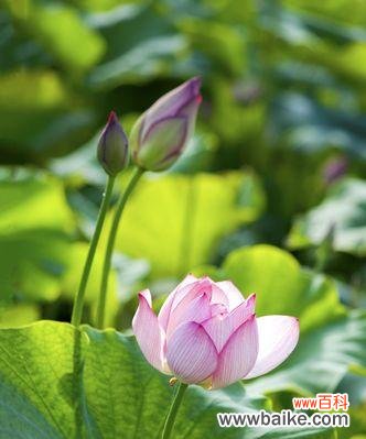 以鲜花为媒介，传递真挚友谊 友谊之花