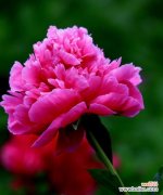 以鲜花为媒介，传递真挚友谊 友谊之花