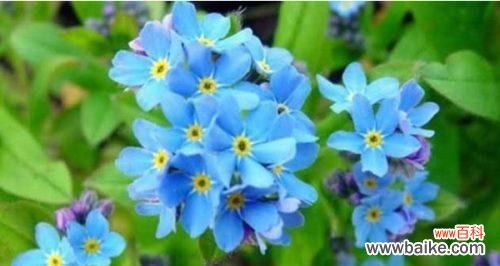 以鲜花为媒介，传递真挚友谊 友谊之花