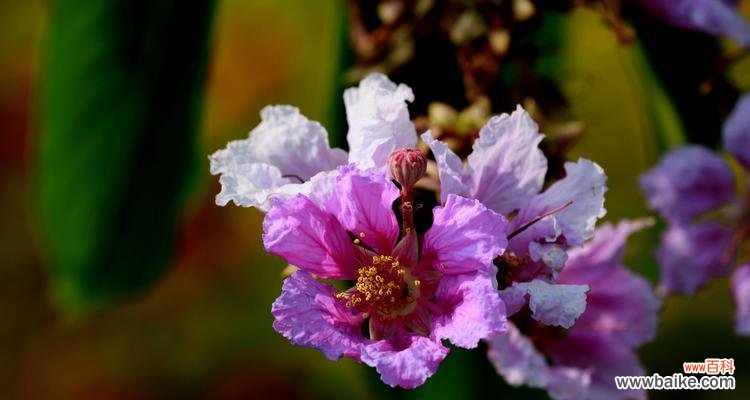 探索花朵中的友谊之意 友谊之花