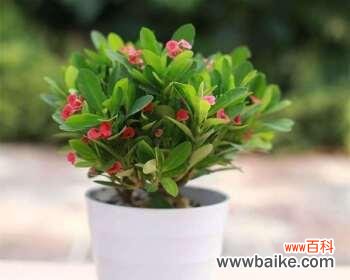 探索花朵中的友谊之意 友谊之花