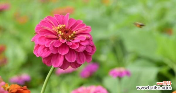 探寻友情花的芬芳与力量 友情花开，相伴终生