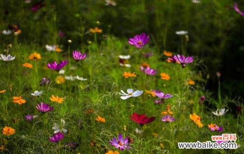 用花花讲述友情的美丽故事 友情之花花绽放