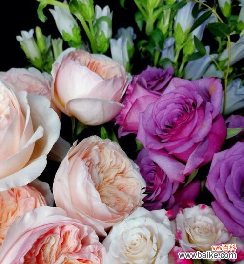 用花花讲述友情的美丽故事 友情之花花绽放