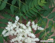 用花来象征友谊，传递温暖与情谊 友谊的花盛开，沐浴心灵之光