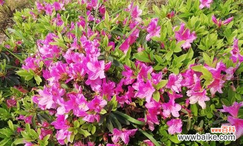 用花来象征友谊,传递温暖与情谊 友谊的花盛开,沐浴心灵之光