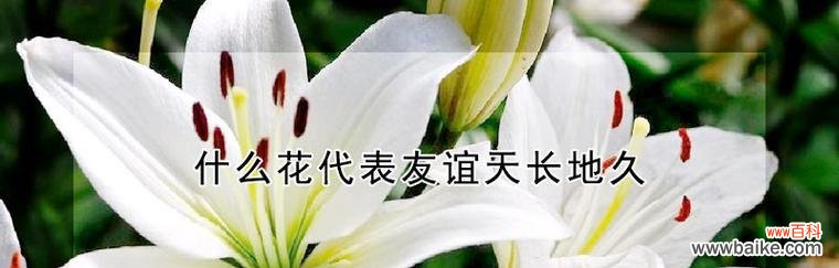 选择适合的花朵，传递深厚的友谊 友谊的花