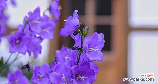 传递和平与安宁的音符 风铃子花语与其代表意义