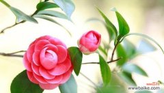 探索粉色山茶花花语 粉色山茶花的花语及代表意义