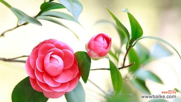 探索粉色山茶花花语 粉色山茶花的花语及代表意义