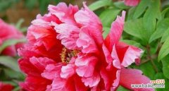 揭示牡丹花的浪漫情怀与心灵启迪 探秘粉色牡丹花的美丽寓意与象征