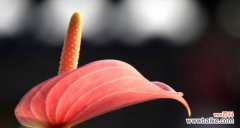 揭示花卉传递的情感与意义 以粉掌的花语是什么意义