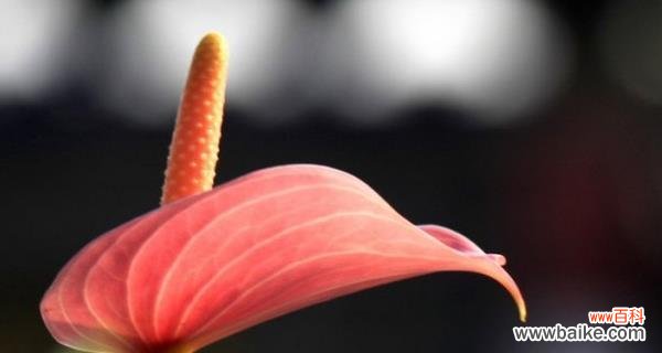 揭示花卉传递的情感与意义 以粉掌的花语是什么意义