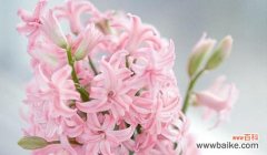 探索风信子花的象征意义与浪漫之美 风信子花