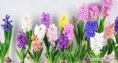 用花开颜色诉说内心真情 风信子花语之色彩绚丽的情感表达