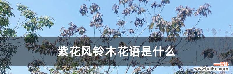 风雨花的花语与寓意 风雨花