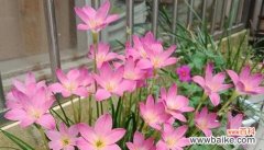 深入解读风雨兰的花语 风雨兰的花语与寓意——坚韧不拔的力量