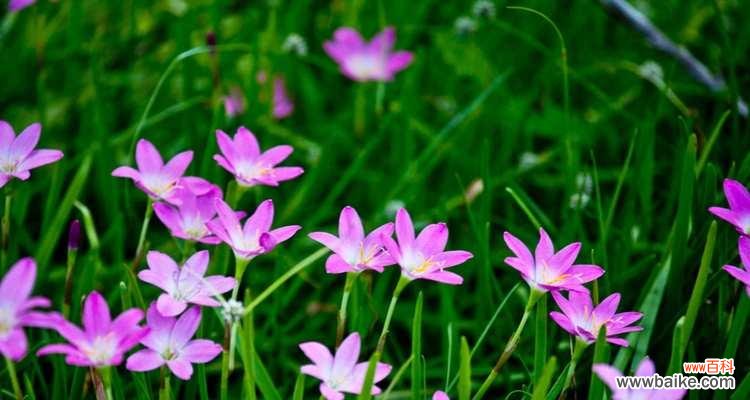 探寻风雨兰背后的深刻寓意 风雨兰的花语之美