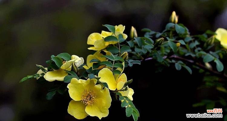 一束黄色蔷薇花代表什么？它的寓意有哪些？