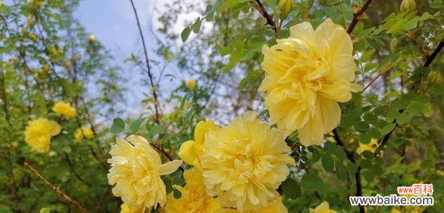 一束黄色蔷薇花代表什么？它的寓意有哪些？