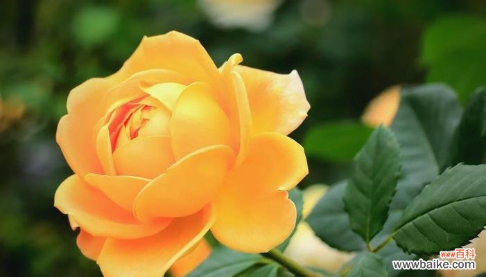 一束黄色蔷薇花代表什么？它的寓意有哪些？